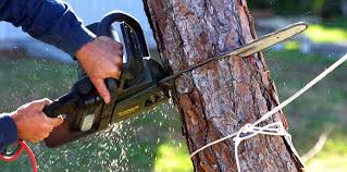 Best Pest Control for Lawns  in Rpinteria, CA