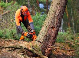 Best Weed Control  in Rpinteria, CA