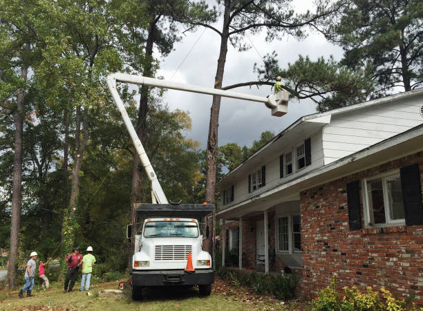 Professional Tree Care in Carpinteria, CA