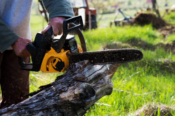 Best Seasonal Cleanup (Spring/Fall)  in Rpinteria, CA