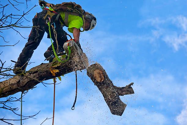 How Our Tree Care Process Works  in  Carpinteria, CA
